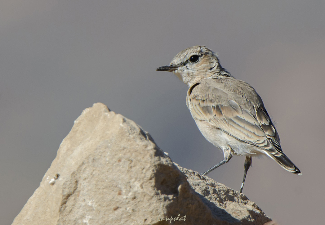 Isabelline Wheatear