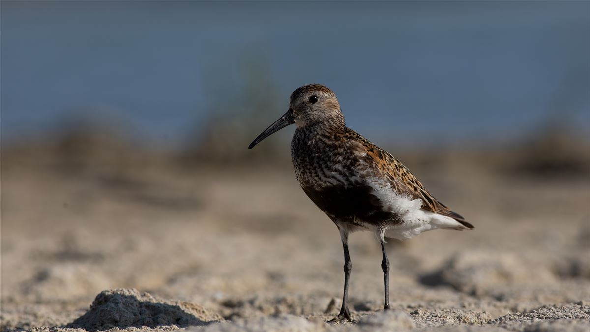 Dunlin
