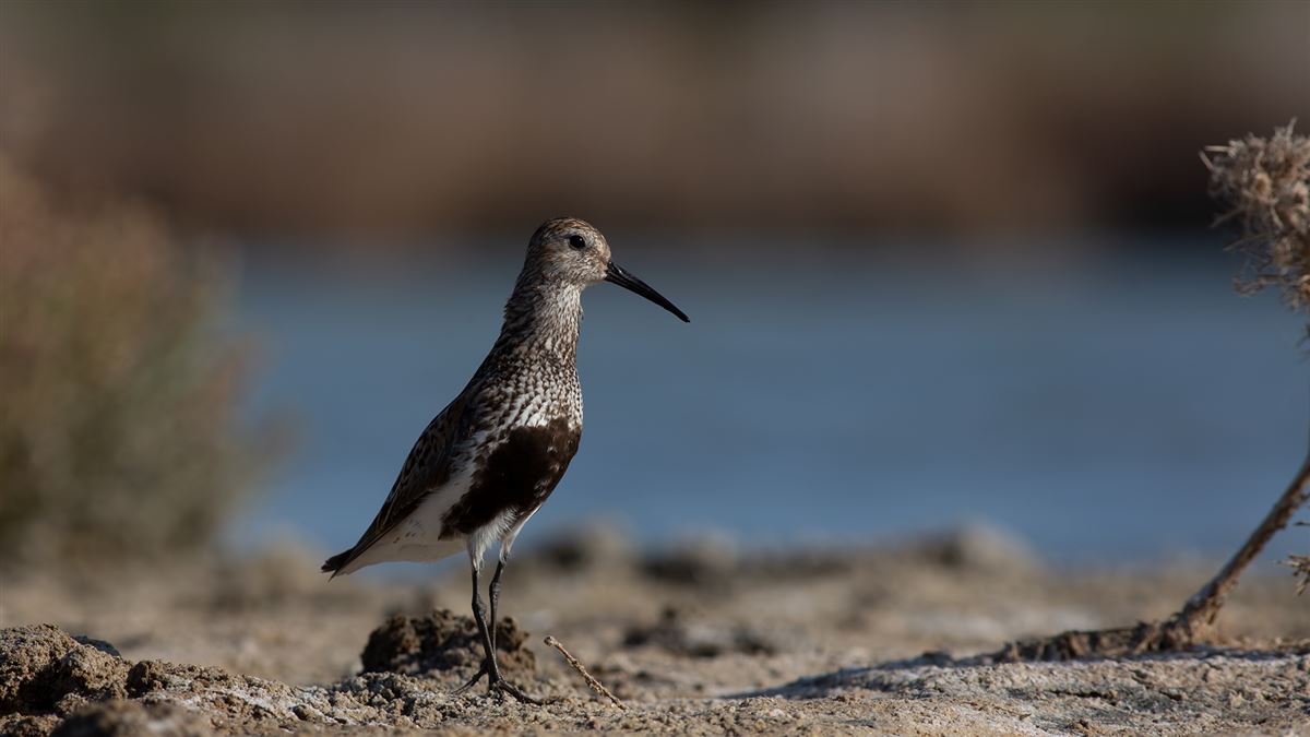 Dunlin