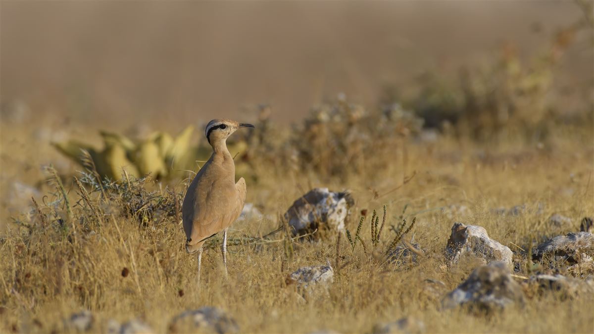 Cream-colored Courser