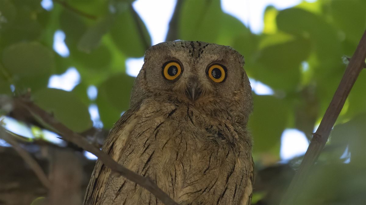 Pallid Scops Owl
