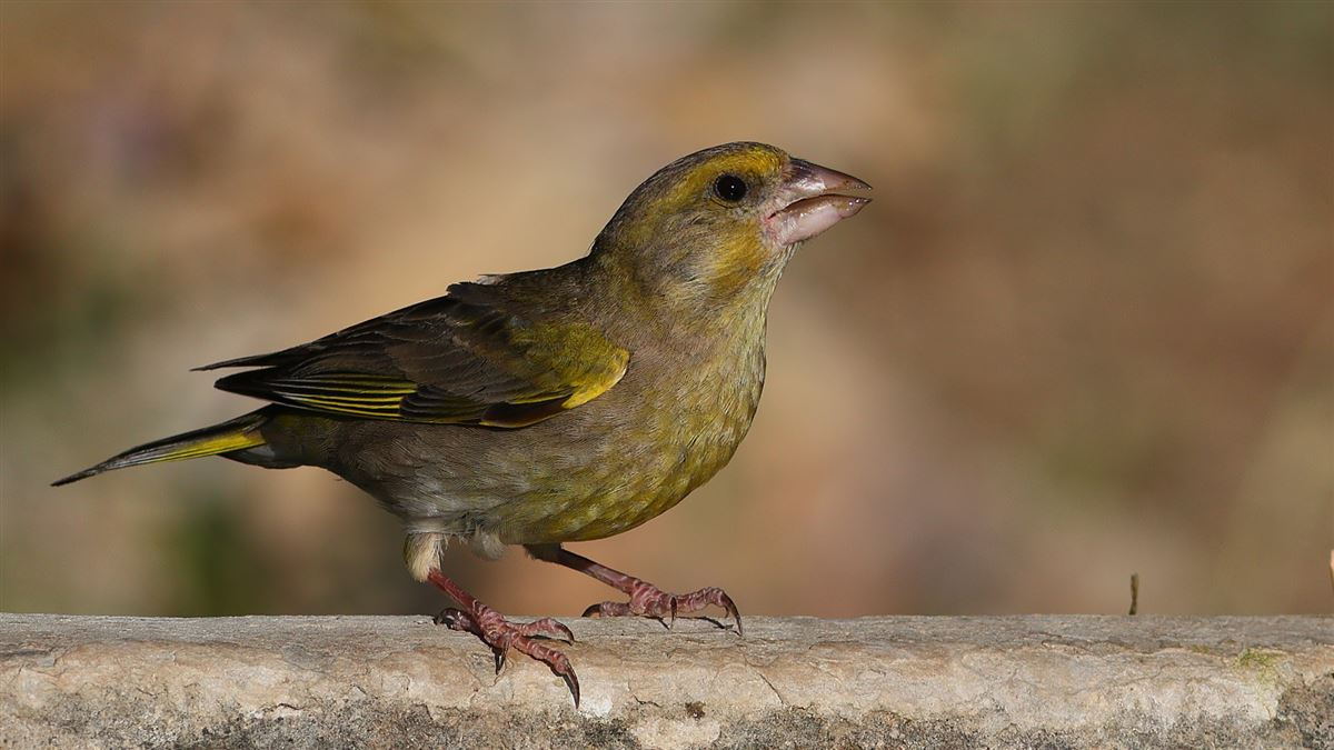 European Greenfinch