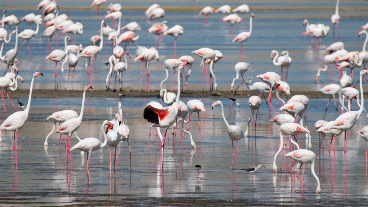Greater Flamingo