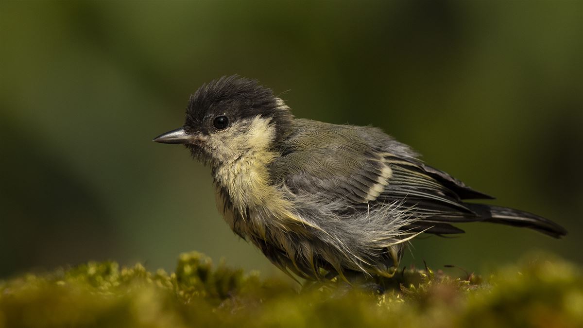 Great Tit