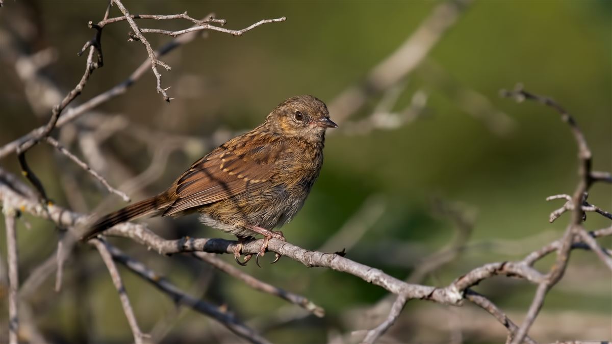 Dunnock
