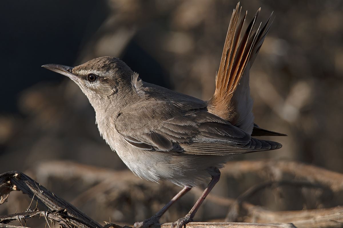 Rufous-tailed Scrub Robin