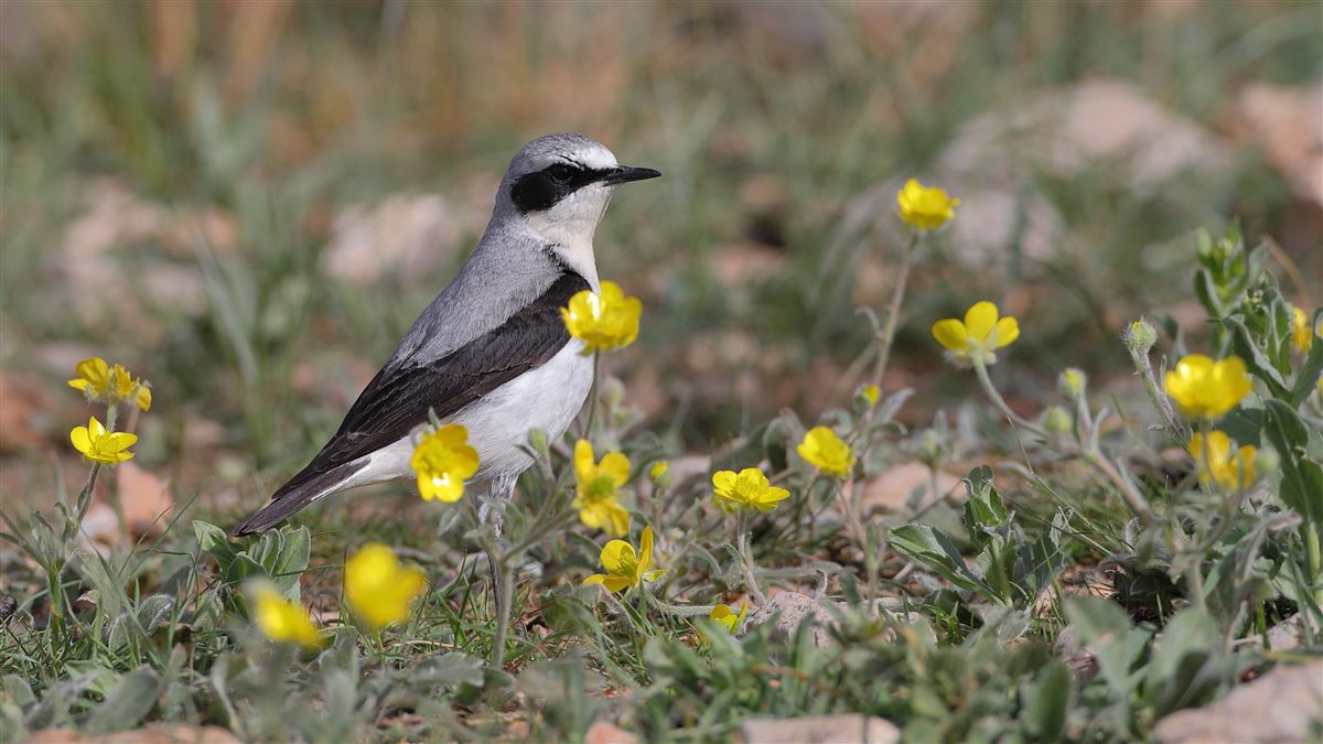 Northern Wheatear