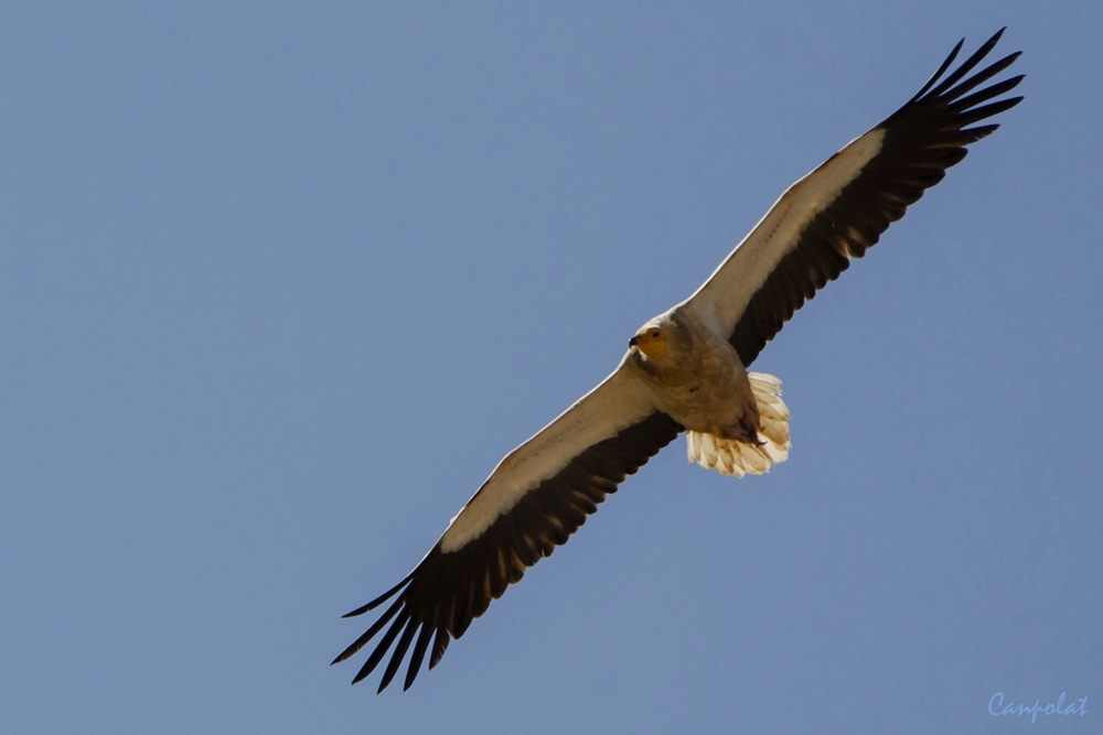 Egyptian Vulture