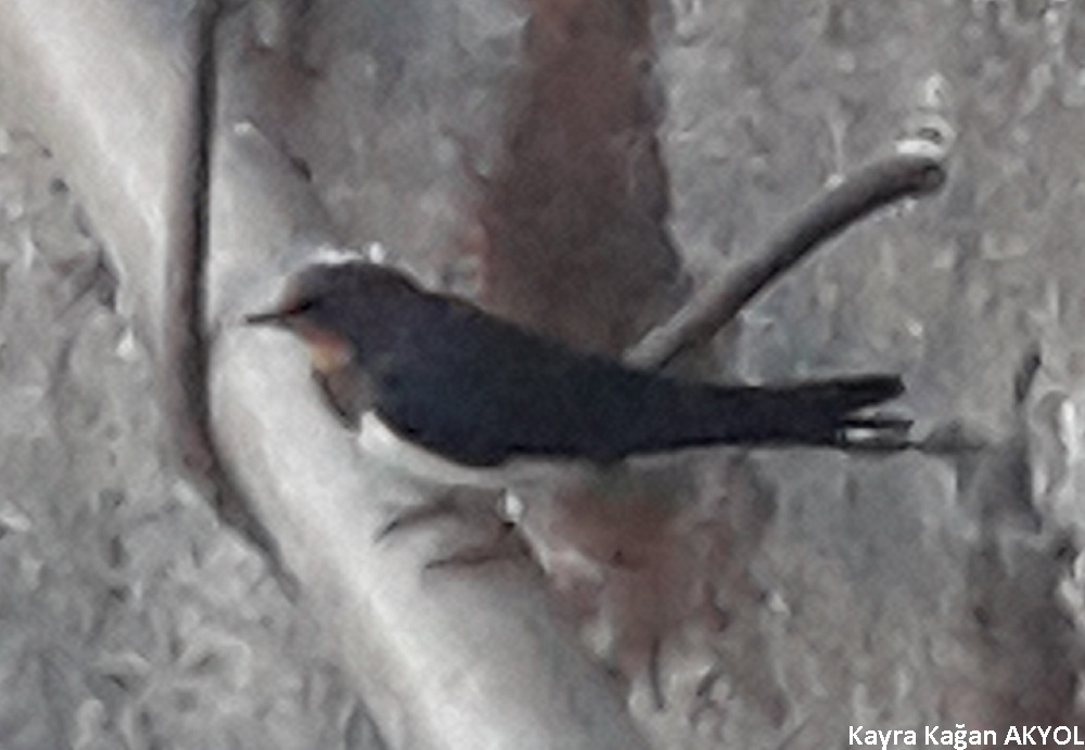 Barn Swallow