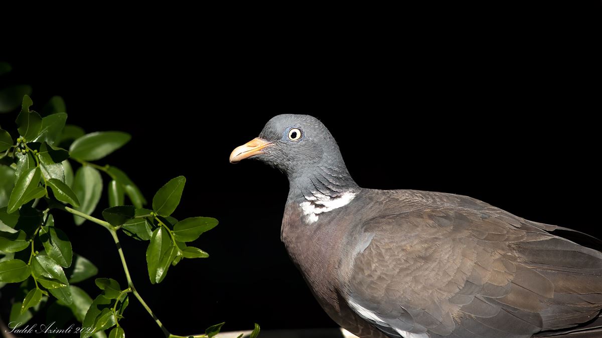 Common Wood Pigeon