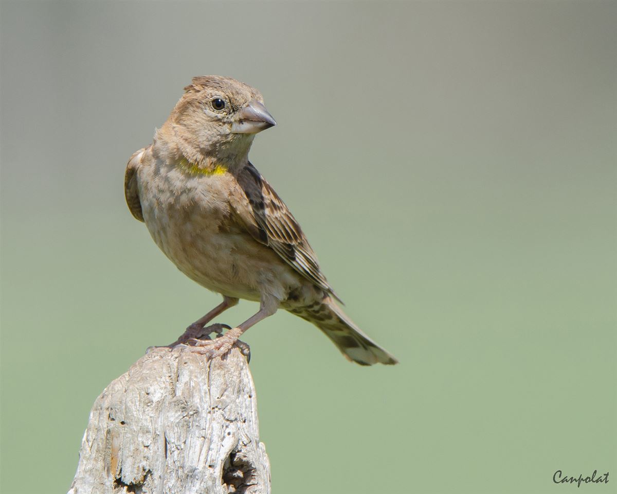 Rock Sparrow