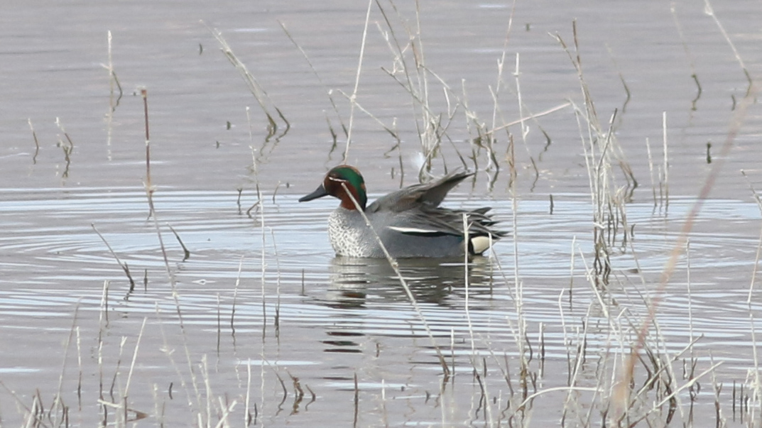 Eurasian Teal
