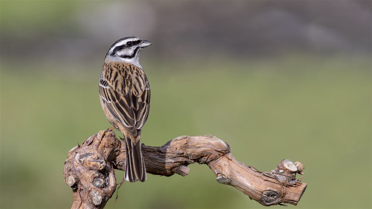 Rock Bunting