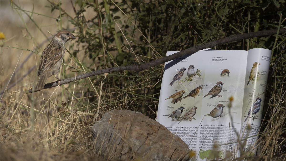 Eurasian Tree Sparrow