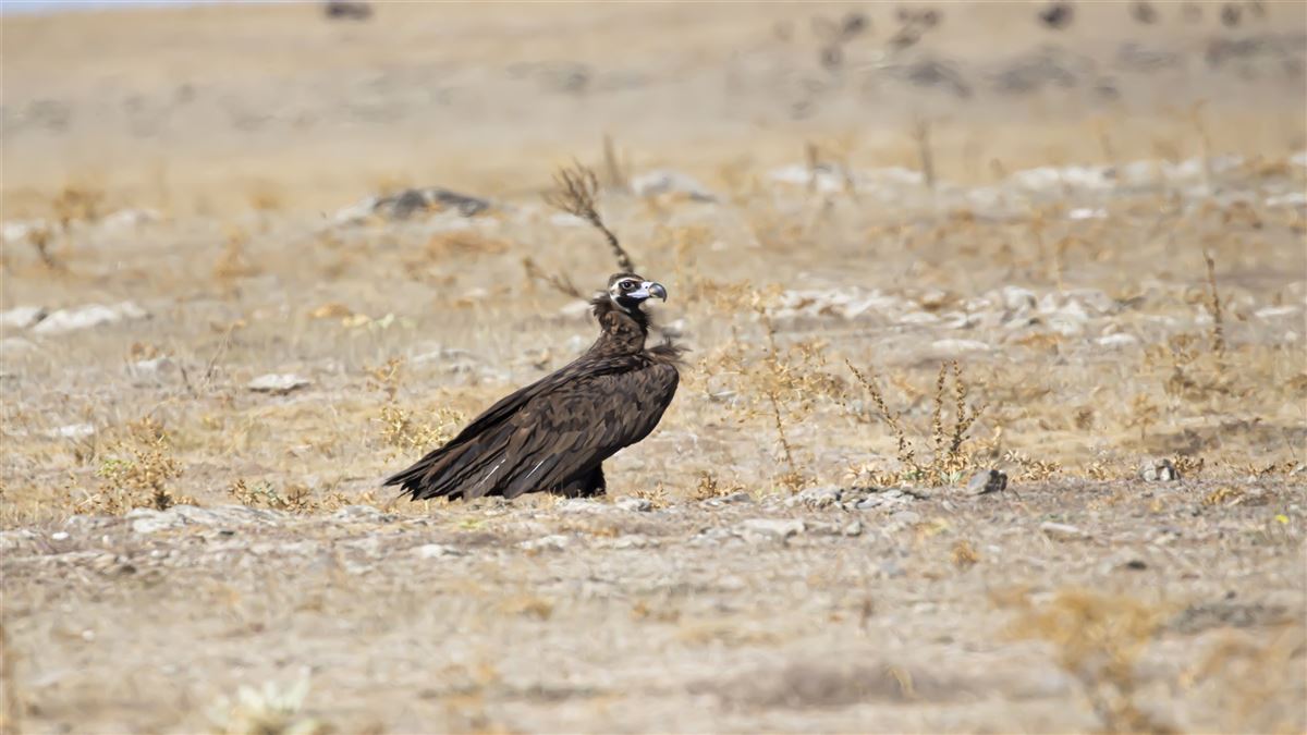 Cinereous Vulture