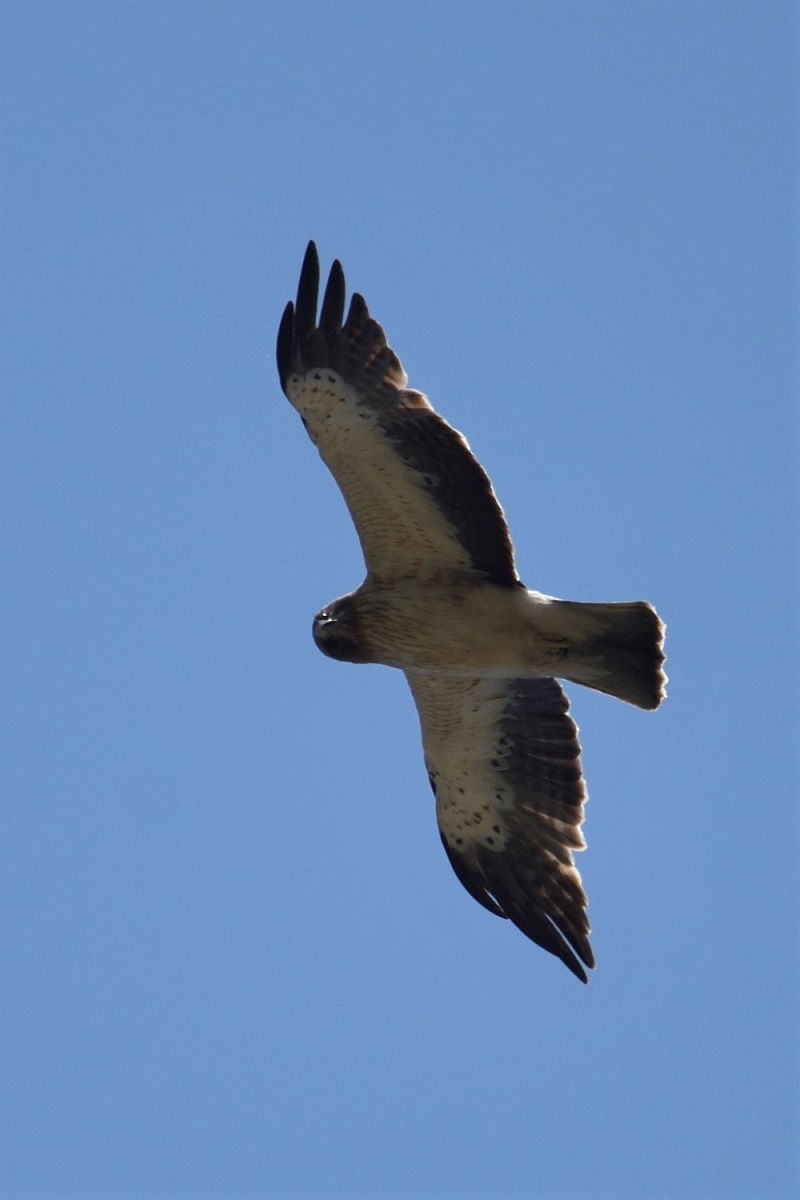 Booted Eagle
