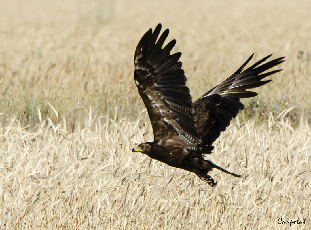 Lesser Spotted Eagle