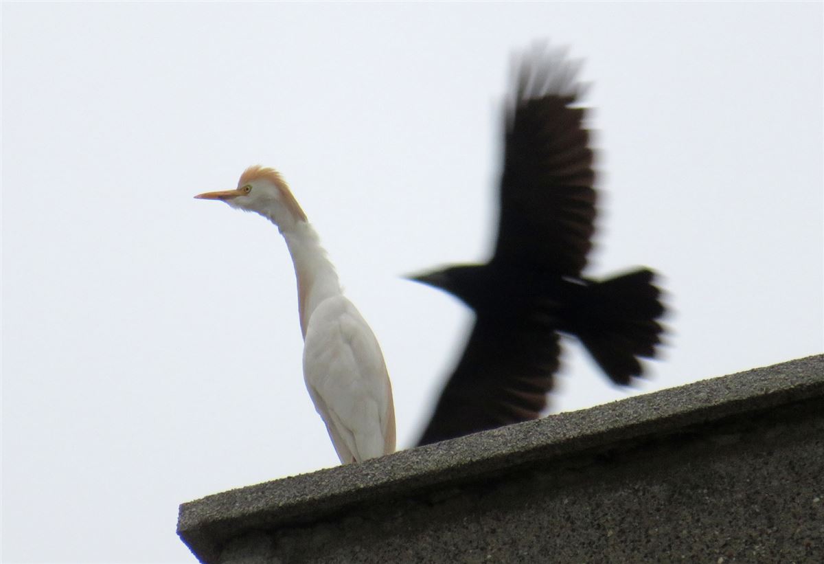 Western Cattle Egret