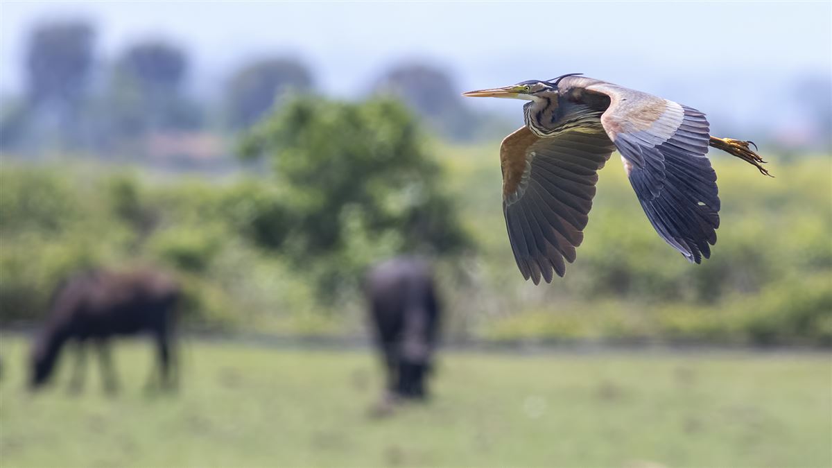 Purple Heron
