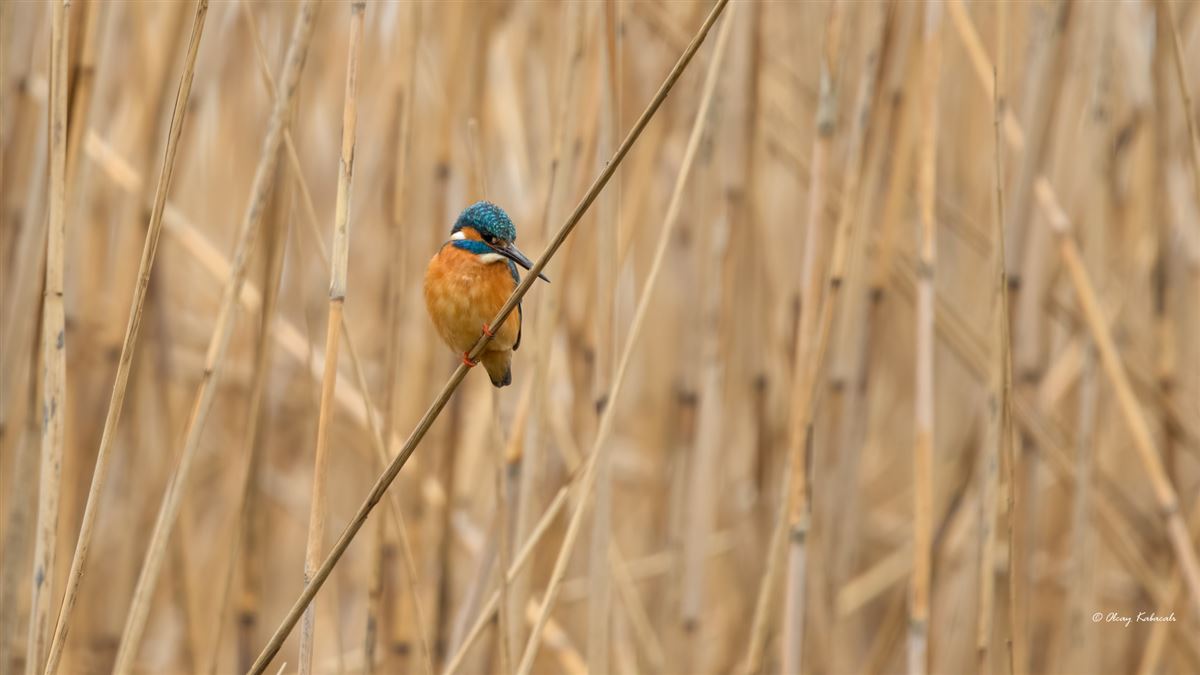 Common Kingfisher