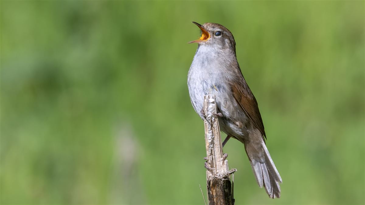 Cetti`s Warbler
