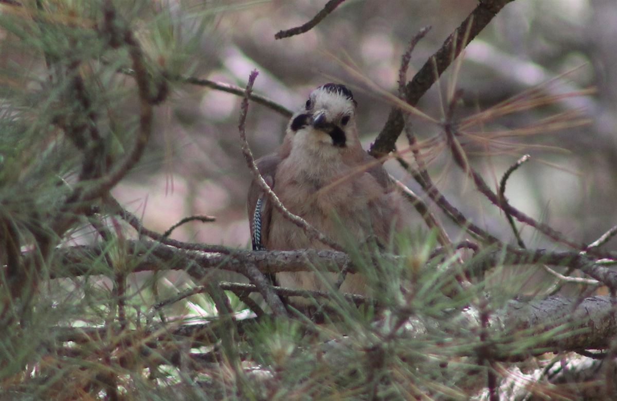 Eurasian Jay