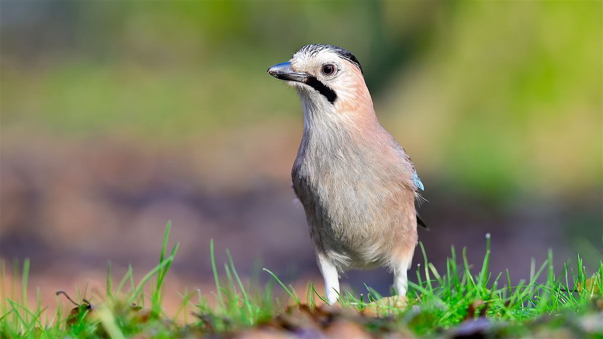 Eurasian Jay