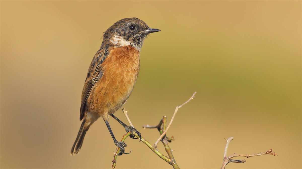 European Stonechat