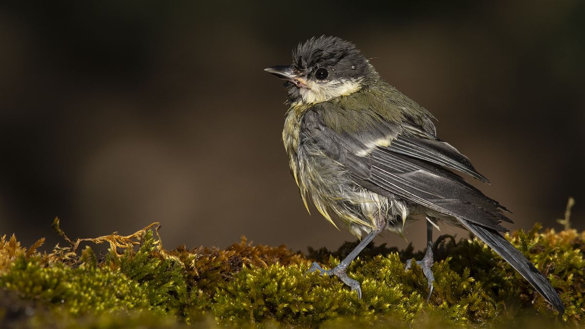 Great Tit