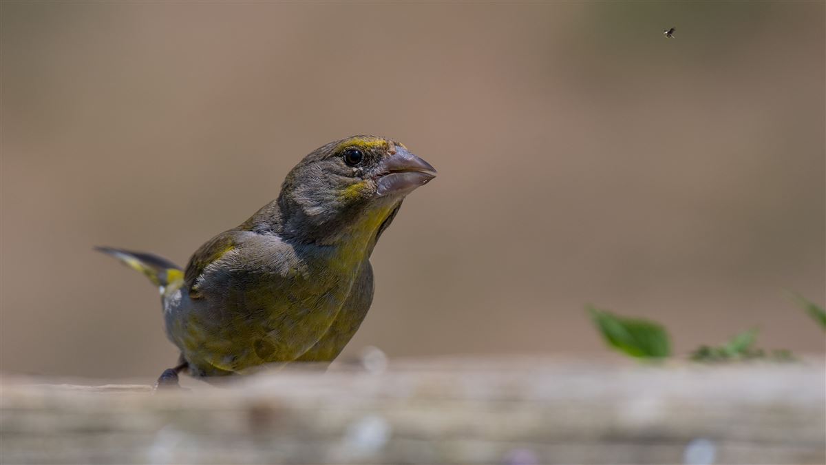 European Greenfinch