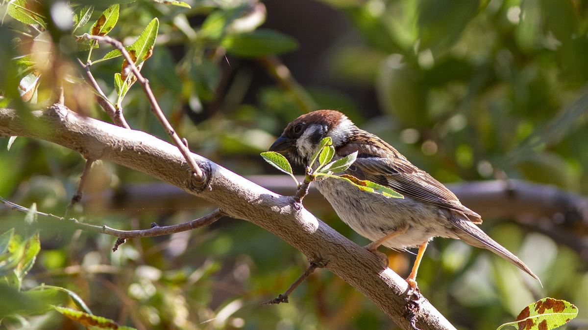 Eurasian Tree Sparrow