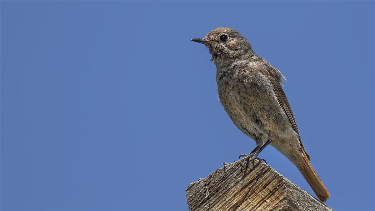 Black Redstart