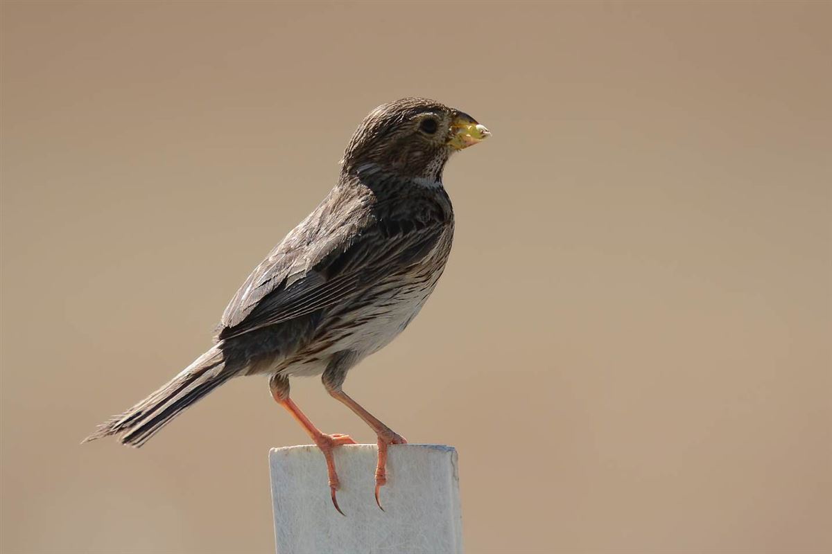 Corn Bunting