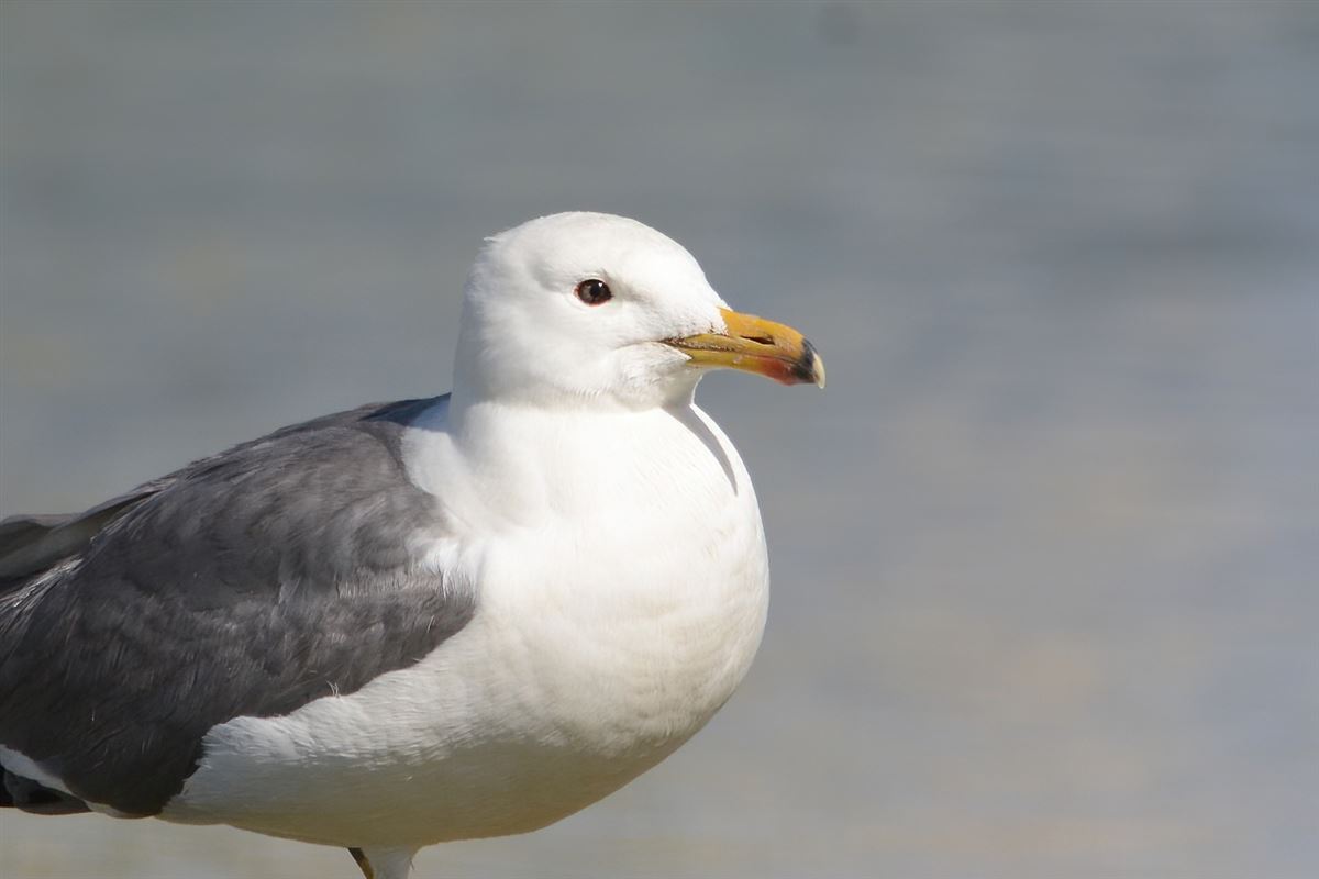Armenian Gull