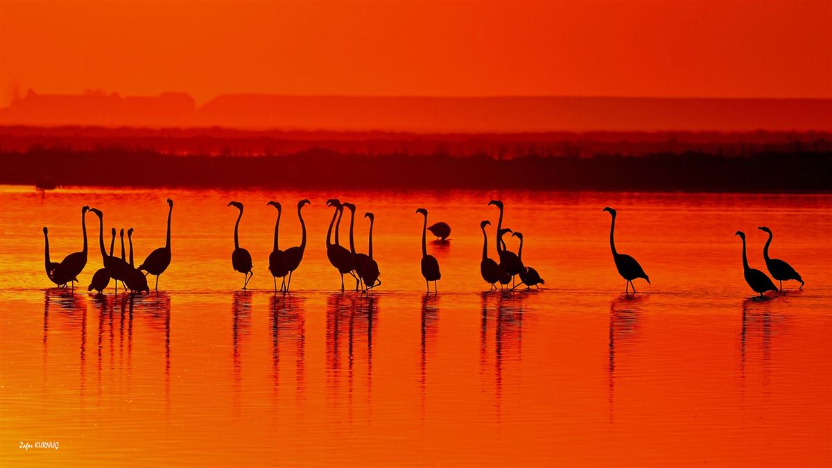 Flamingo