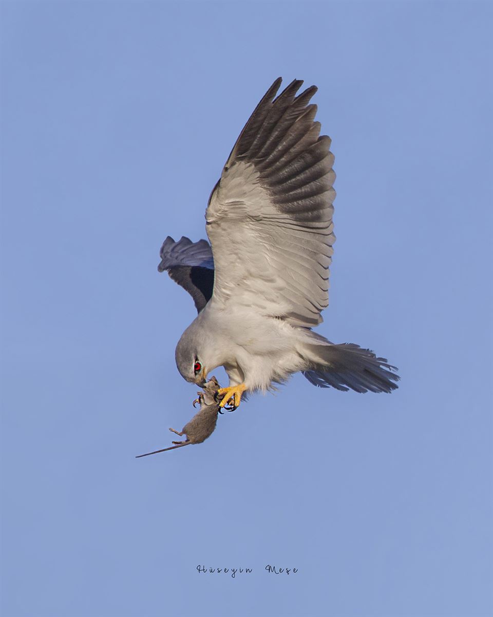 Black-winged Kite