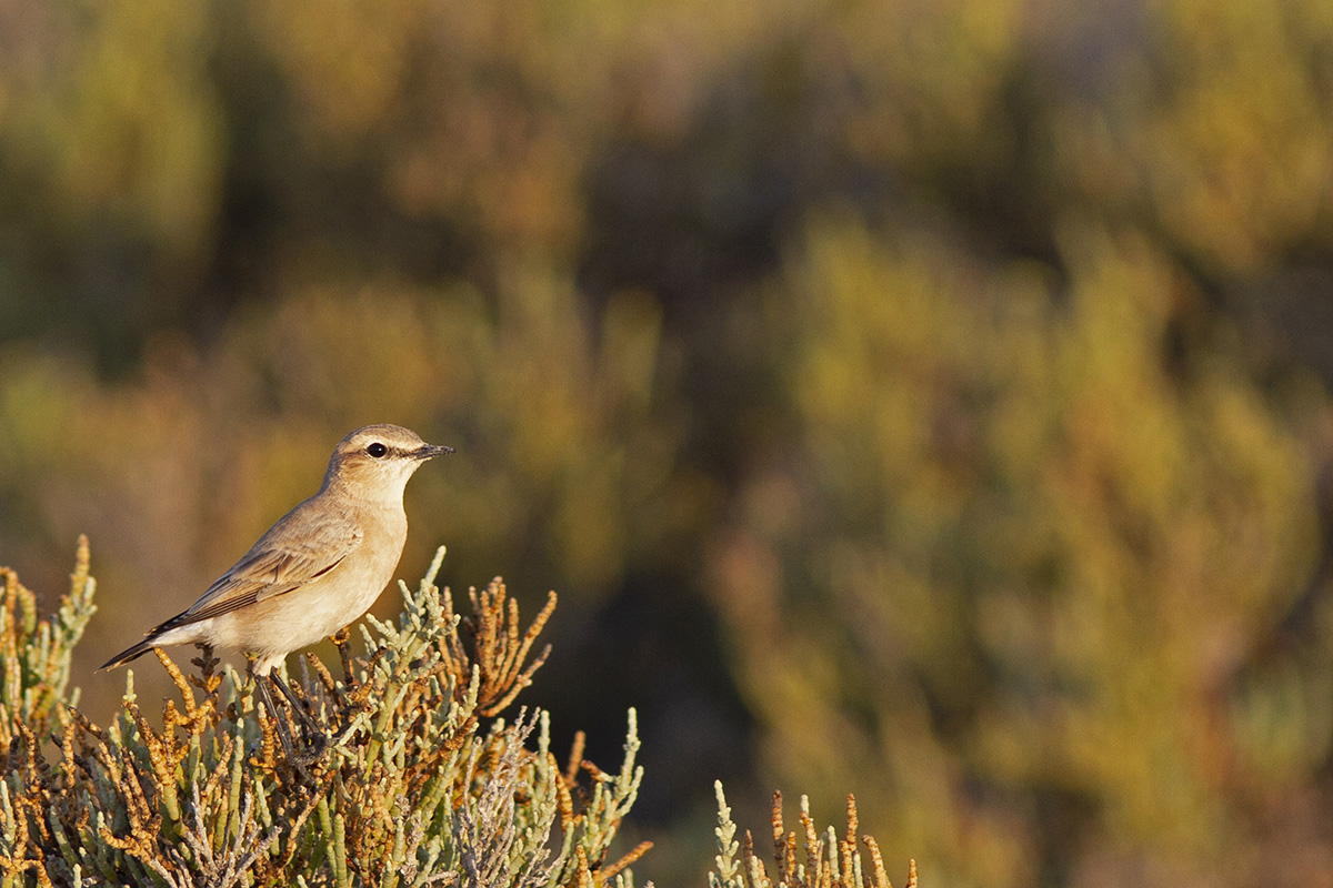Isabelline Wheatear