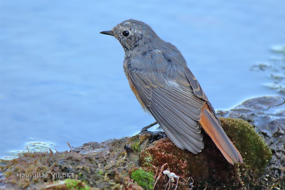 Common Redstart