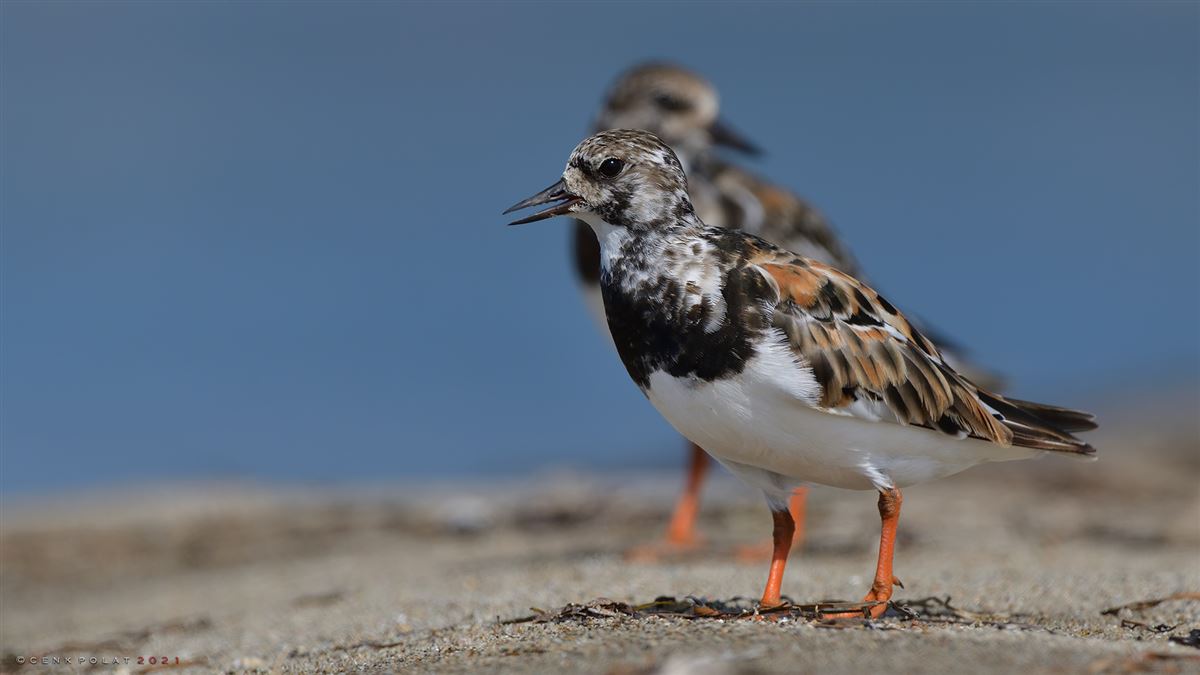 Ruddy Turnstone