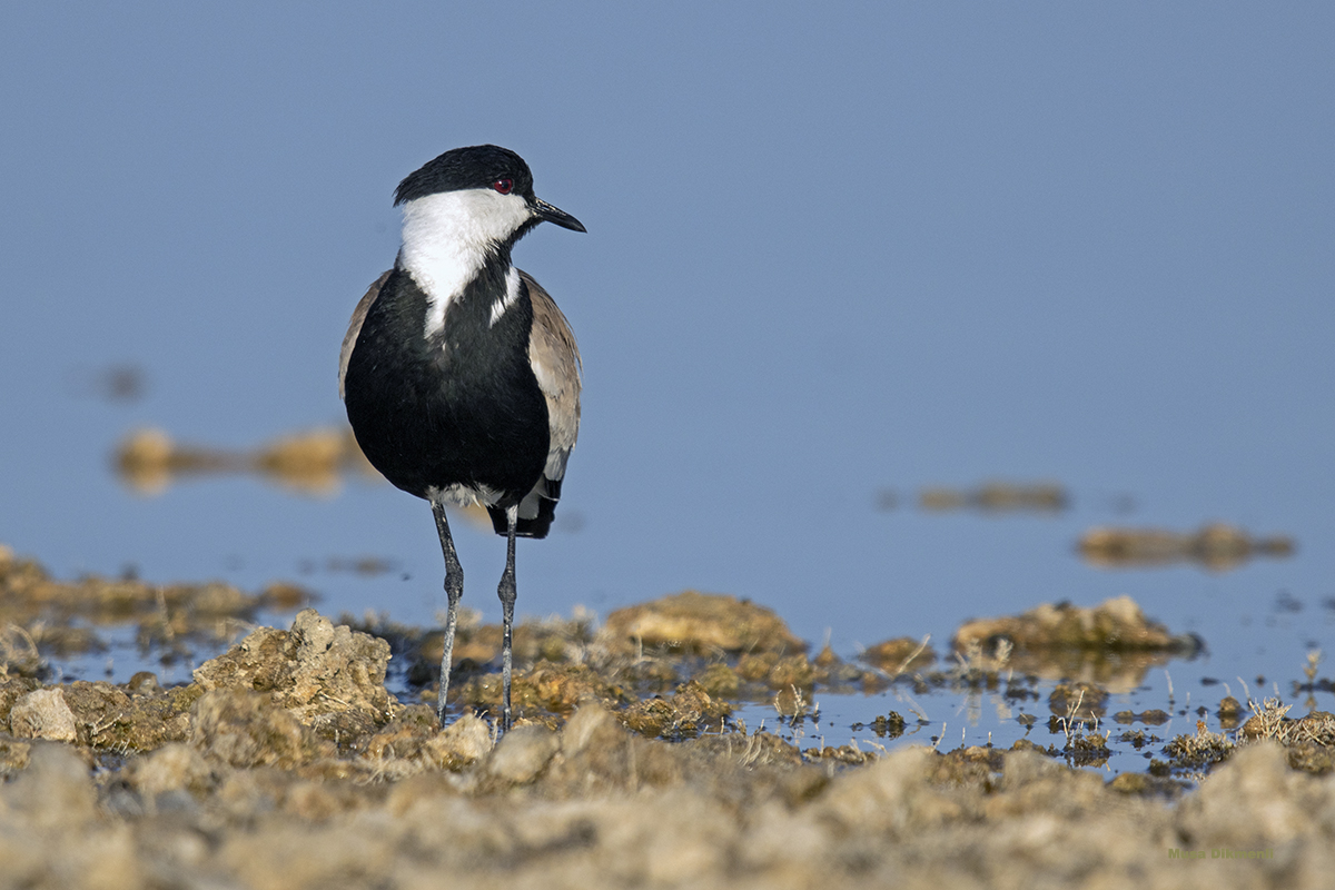 Spur-winged Lapwing