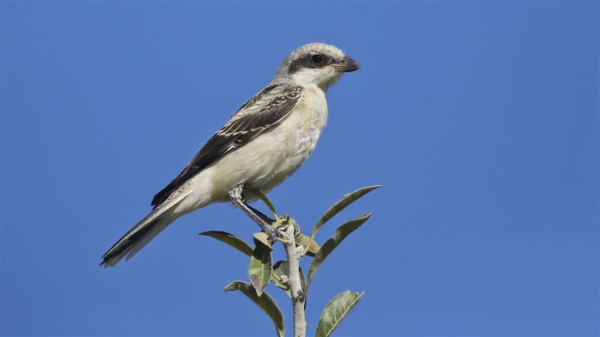 Lesser Grey Shrike