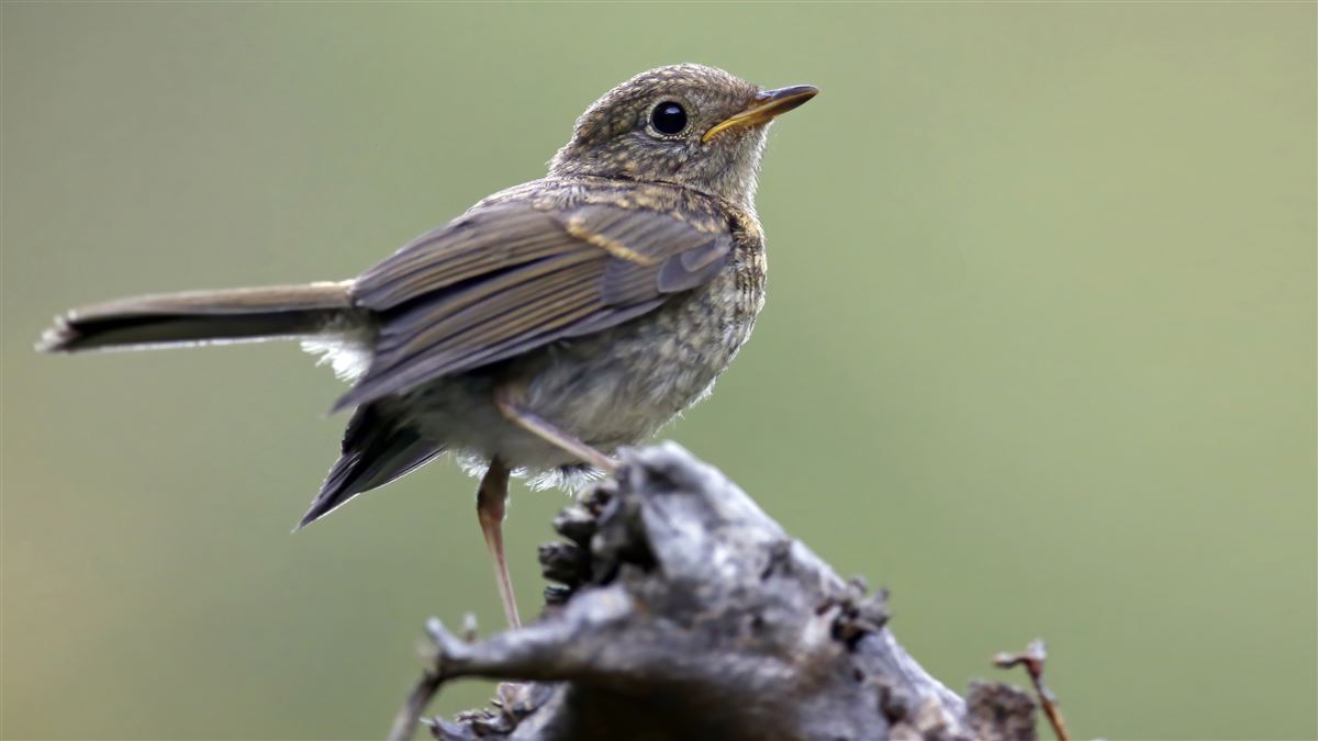 European Robin