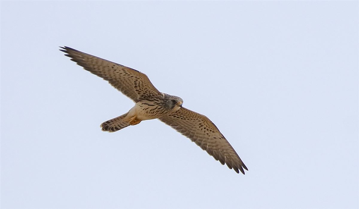 Lesser Kestrel