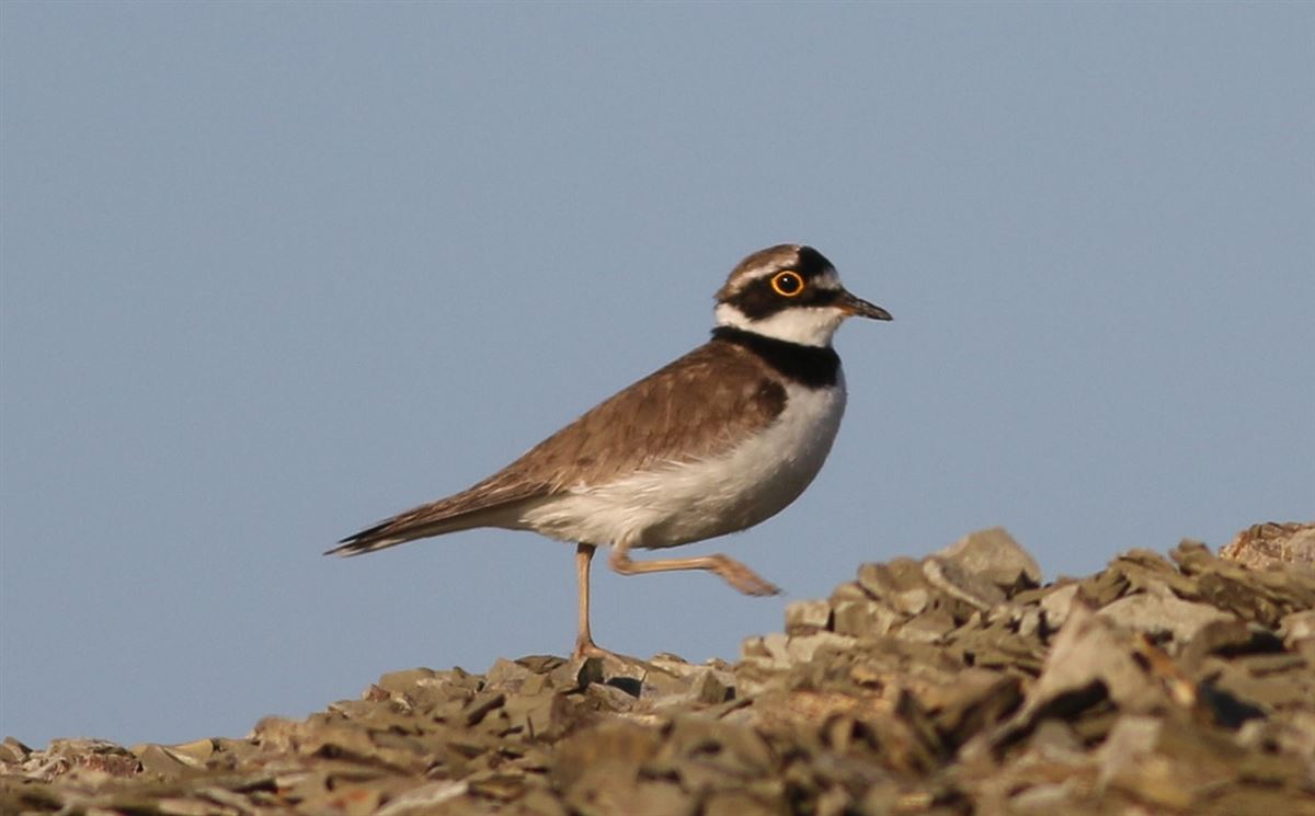 Little Ringed Plover