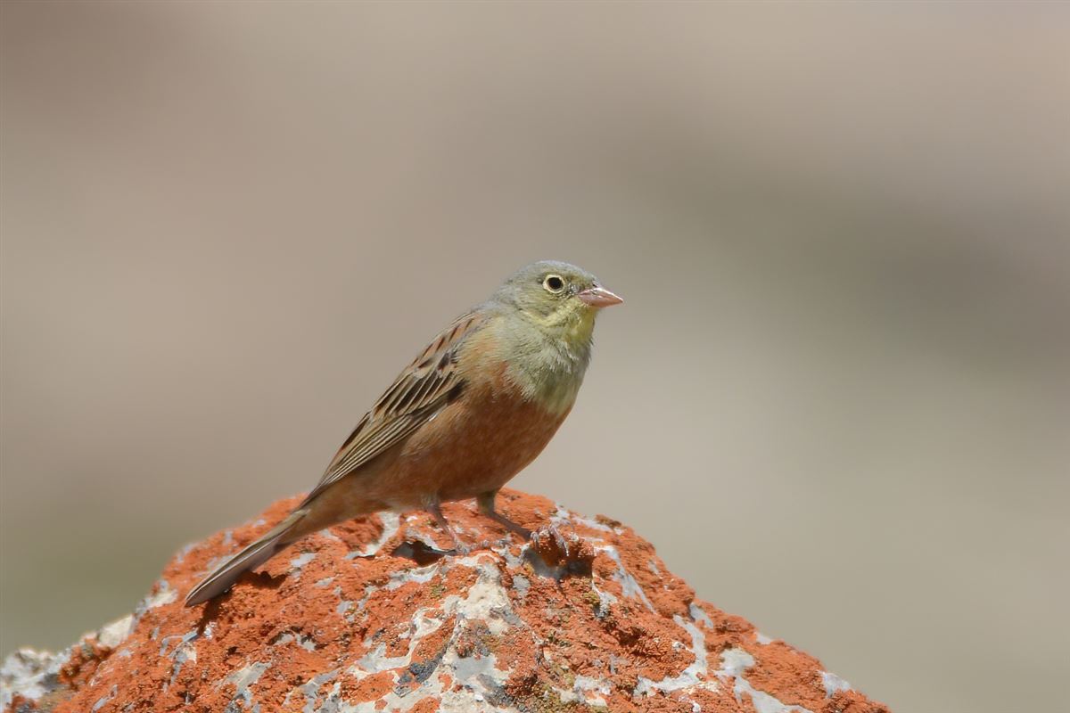 Ortolan Bunting