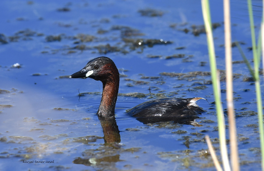 Little Grebe
