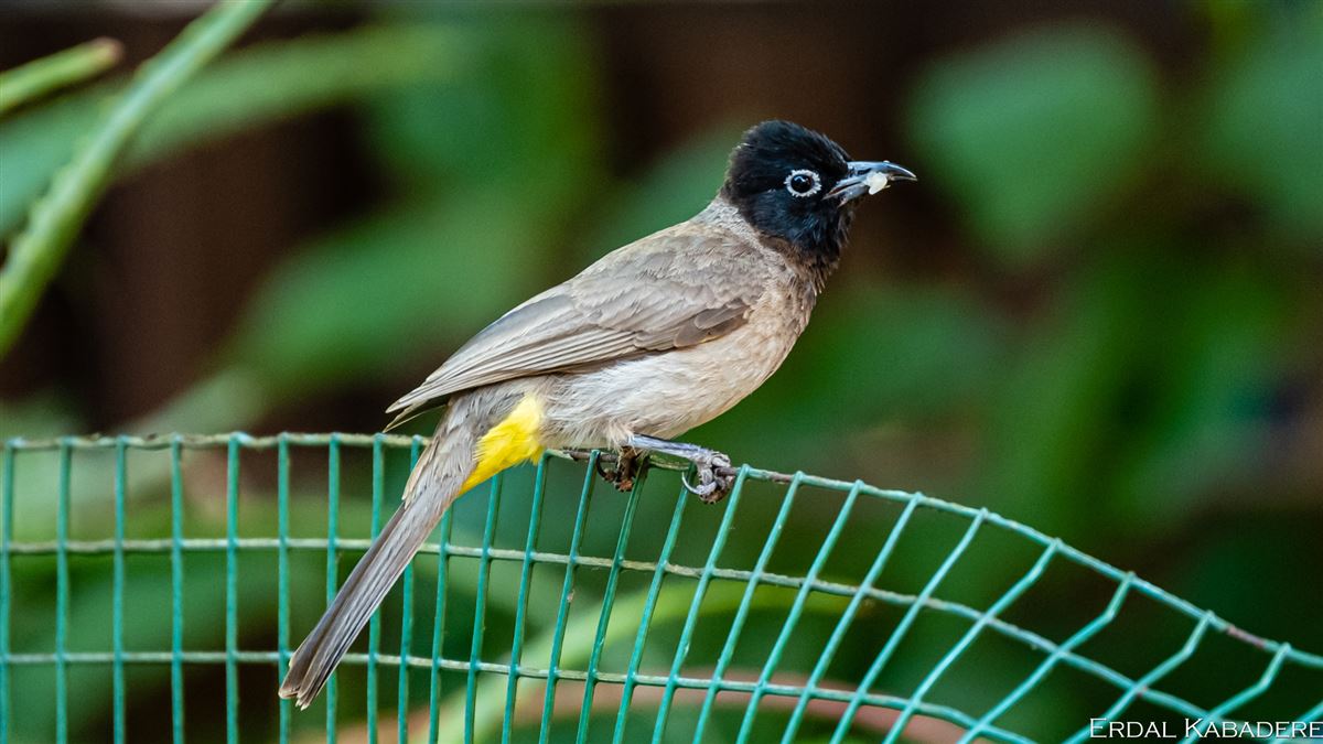 White-spectacled Bulbul