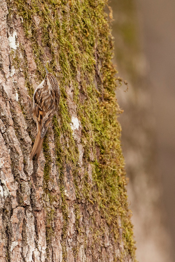 Short-toed Treecreeper