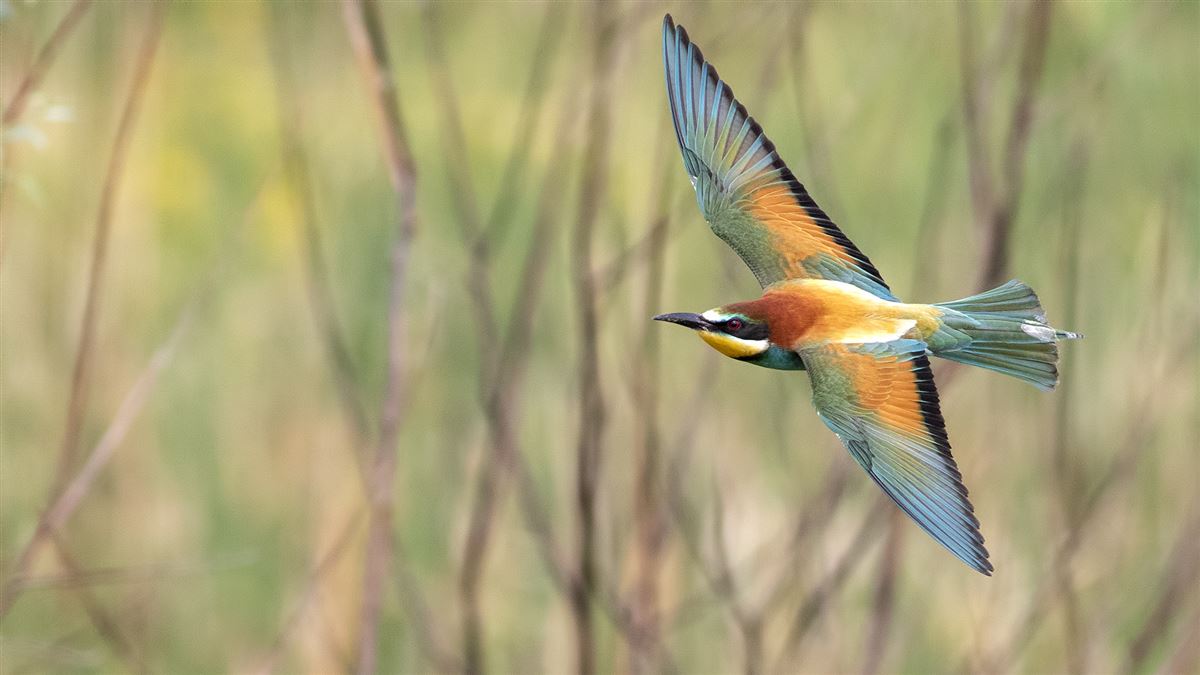 European Bee-eater