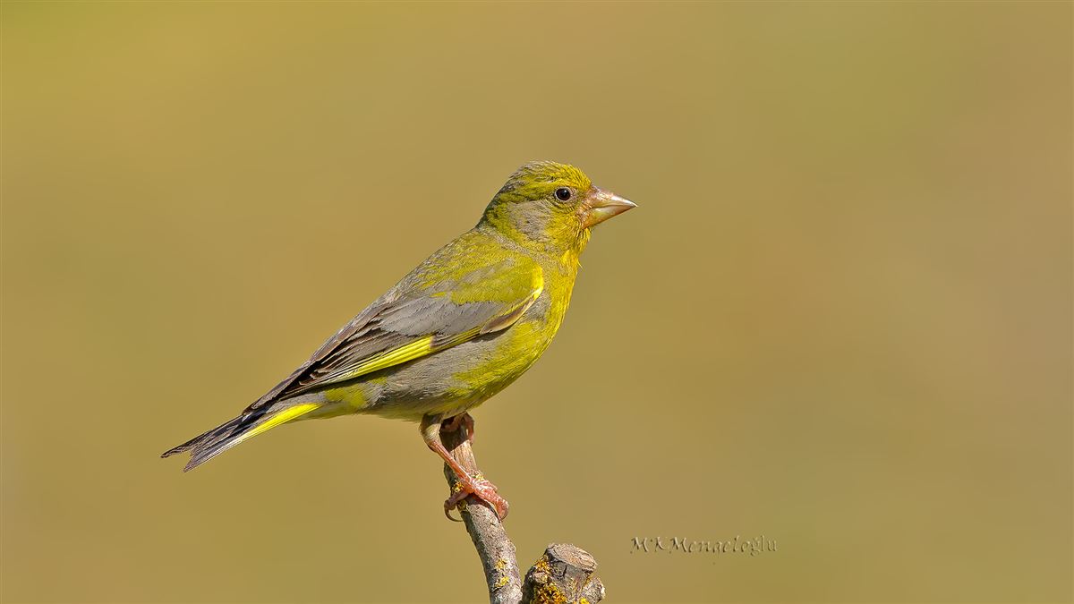 European Greenfinch